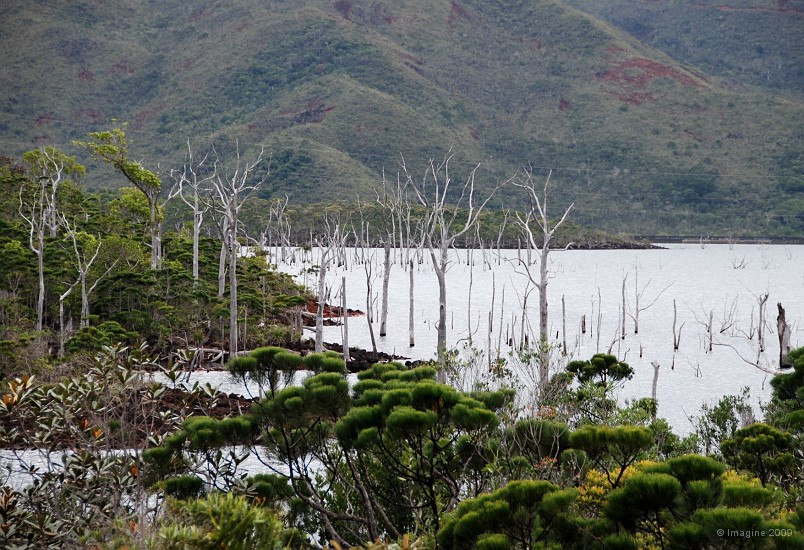 95- Arbres noyes dans le lac Yate.JPG